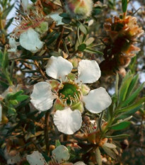 Vlnovník - Woolly Tea Tree - Leptospermum Lanigerum - semená vlnovníka - 20 ks