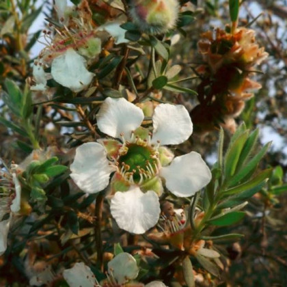 Vlnovník - Woolly Tea Tree - Leptospermum Lanigerum - semená vlnovníka - 20 ks