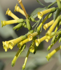 Tabak Glauca - Nicotiana glauca - semená tabaku - 20 ks