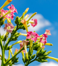 Tabak virginský - Nicotiana tabacum - semená tabaku - 150 ks