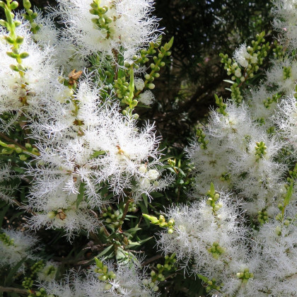 Čajovníkový strom - Melaleuca acuminata - semená čajovníku - 50 ks