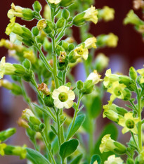 Tabak sedliacky - Nicotiana rustica - semená tabaku - 200 ks