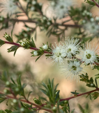 Kanuka - Kunzea ericoides - semená kanuky - 6 ks