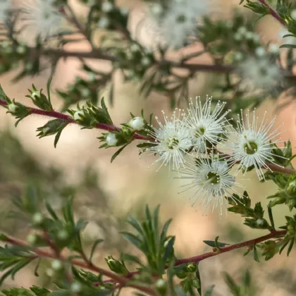 Kanuka - Kunzea ericoides - semená kanuky - 6 ks