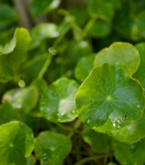 Gotu Kola - Pupočník ázijský - Centella asiatica - semená gotu - 4 ks