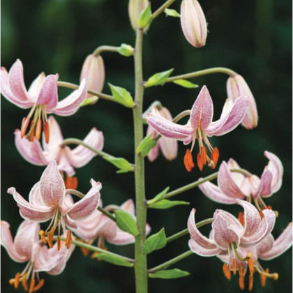 Ľalia zlatohlavá Pink Morning - Lilium martagon - cibuľoviny - 1 ks