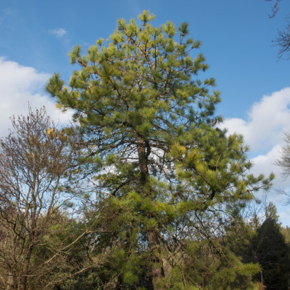Borovica čínska - Pinus tabuliformis - bonsaj - semená borovice - 7 ks