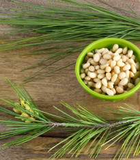 Borovica gerardiana - Pinus gerardiana - semená borovice - 5 ks