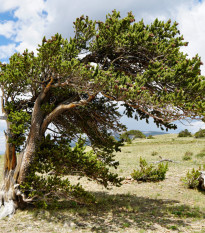 Borovica ostitá - Pinus aristata - semená borovice - 5 ks