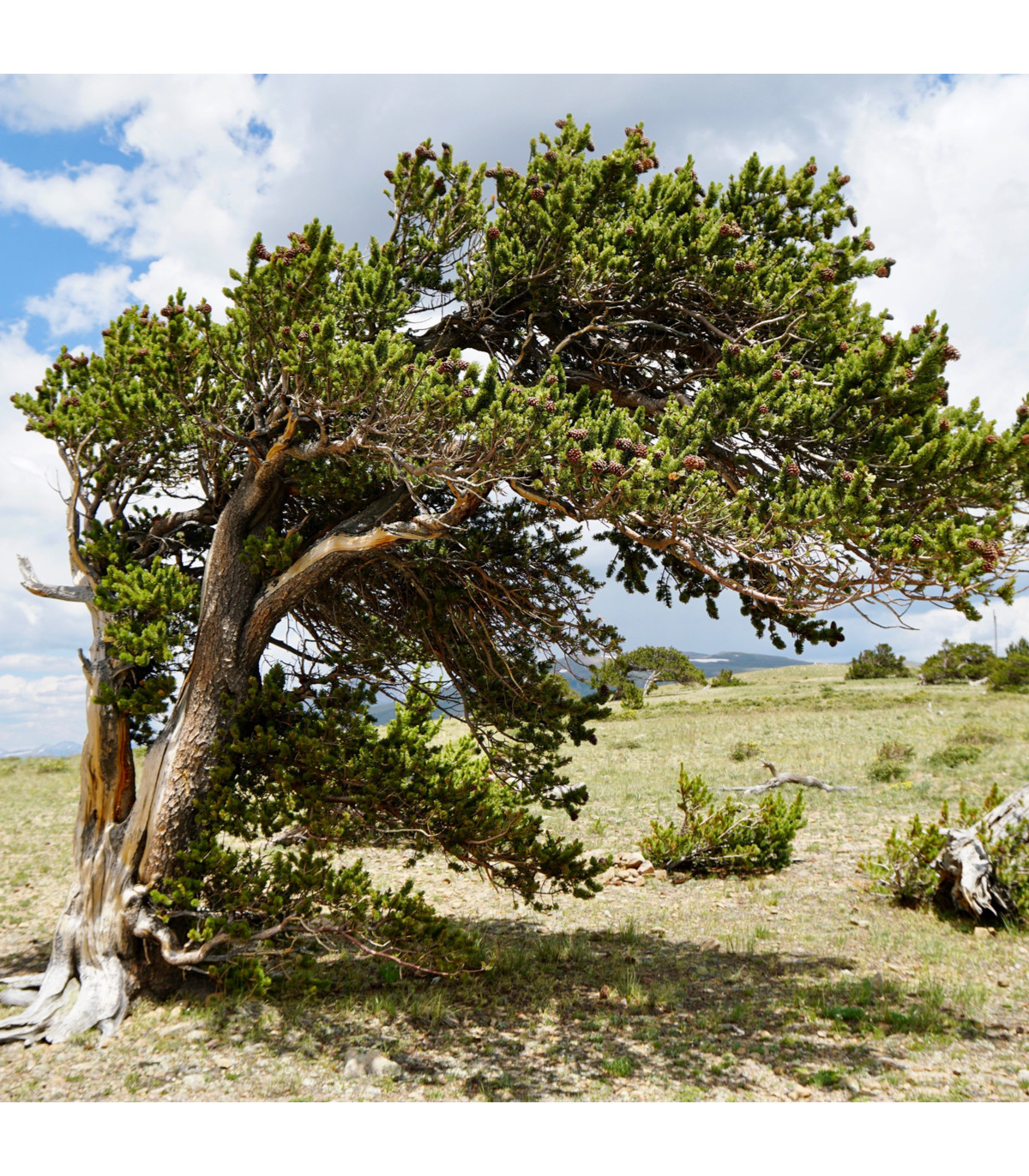 Borovica ostitá - Pinus aristata - bonsaj - semená borovice - 5 ks