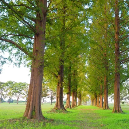 Metasekvoja čínska - Metasequoia glyptostroboides - semená metasekvoje - 10 ks