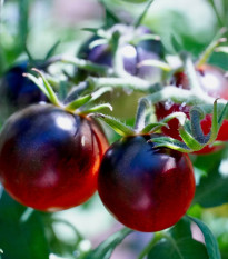 Paradajka čierna Cherry - Solanum lycopersicum - semená paradajky - 6 ks