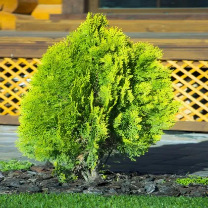 Tuja západná Northern White Cedar - Thuja occidentalis - semená tuje - 18 ks