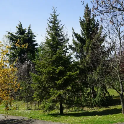 Jedľa Pindrow - Abies Pindrow - semená jedle - 8 ks