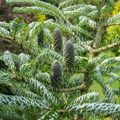 Jedľa kórejská - Abies koreana - semená jedle - 7 ks