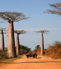 Baobab Za madagaskarský - Adansonia madagascariensis - semená baobabu - 3 ks