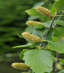 Breza čierna - Betula nigra - semená brezy - 15 ks