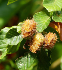 Buk lesný - Fagus sylvatica - semená buka - 7 ks