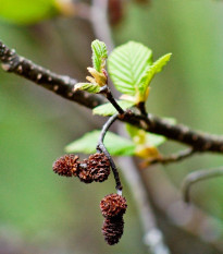 Jelša sivá - Alnus Incan - semená jelše - 8 ks