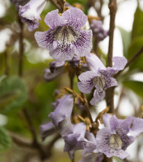 Paulovnia catalpifolia - Paulownia catalpifolia - semená paulovnie - 15 ks