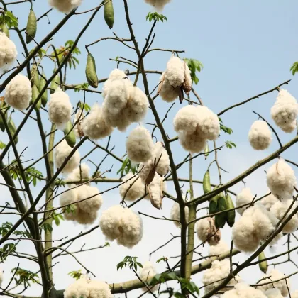 Vlnovec päťmužný - Ceiba pentandra - semená vlnovca - 10 ks