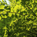 Cercidovník japonský - Cercidiphyllum japonicum - semená cercidovníka - 8 ks