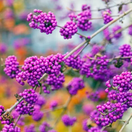 Krásnoplodka - Callicarpa acuminata - semená krásnoplodky - 8 ks