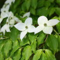 Drieň japonský - Cornus kousa - semená drieňa - 4 ks