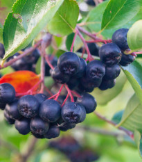 Arónia čiernoplodá - Aronia melanocarpa - semená arónie  - 7 ks