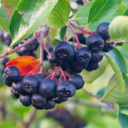 Arónia čiernoplodá - Aronia melanocarpa - semená arónie  - 7 ks