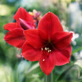 Zornica červený Red Lion - Hippeastrum - cibuľoviny - 1 ks