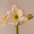 Zornica Picotee - Hippeastrum - cibuľoviny - 1 ks