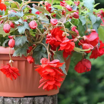 Begónia červená - Begonia Pendula maxima - hľuzy begónií - 2 ks