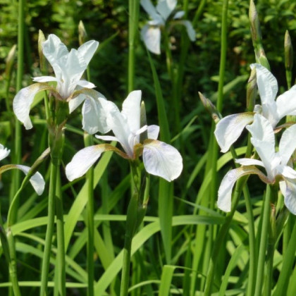 Kosatec sieťkovaný biely - Iris reticulata - hľuzy kosatca - 3 ks