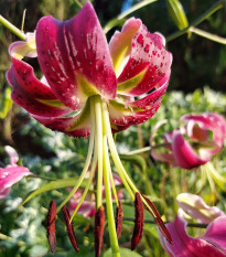 Ľalia Black Beauty - Lilium x hybridum - cibuľoviny - 1 ks