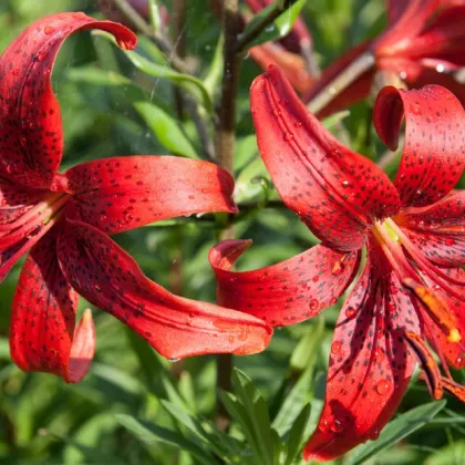 Ľalia Red tiger - Lilium - cibuľoviny - 1 ks