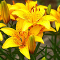 Ľalia Yellow Tiger - Lilium Lancifolium - cibuľoviny - 1 ks