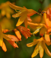 Montbrécia George Davidson žltá - Crocosmia - hľuzy montbrécie - 4 ks