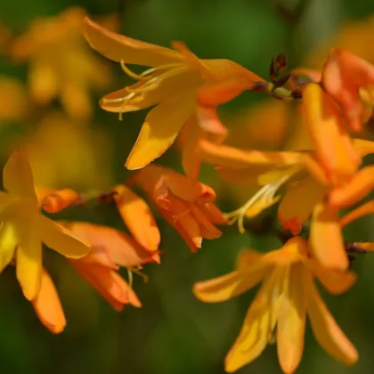 Montbrécia George žltá - Crocosmia - hľuzy montbrécie - 4 ks