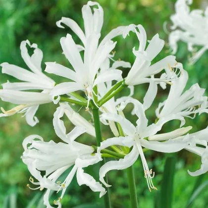 Nerina biela - Nerine alba - hľuzy neriny - 1 ks