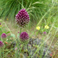 Okrasný cesnak veľkokvetý - Allium Sphaerocephalon - cibuľoviny - 3 ks