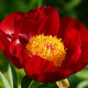 Pivónia Patio Moscow - Paeonia lactiflora - hľuzy pivónie - 1 ks