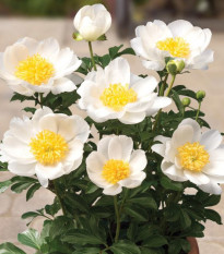 Pivónia Patio Dublin - Paeonia lactiflora - hľuzy pivónie - 1 ks