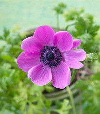 Sasanka Sylphide - Anemone sylphide - hľuzy sasaniek - 3 ks