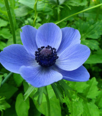 Sasanka Mr. Fokker - Anemone coronaria - hľuzy sasaniek -  3 ks