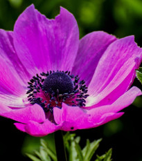 Sasanka Admiral - Anemone - hľuzy sasaniek - 3 ks