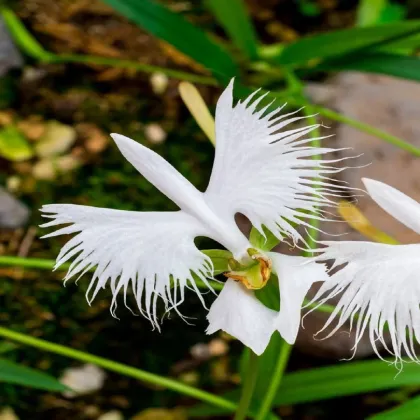 Vtáčia orchidea - Habenaria radiata - cibuľky vtáčej orchidey - 1 ks