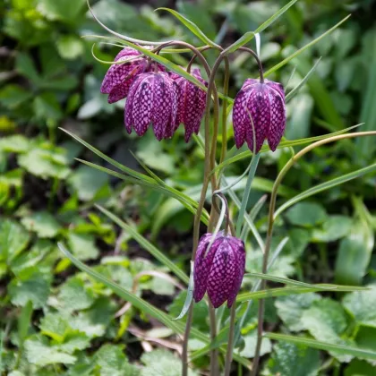 Korunkovka strakatá - Fritillaria meleagris - cibuľoviny - 3 ks