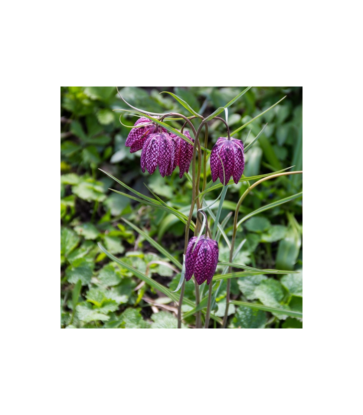 Korunkovka strakatá - Fritillaria meleagris - cibuľoviny - 3 ks