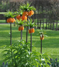 Korunkovka kráľovská Aurora - Fritillaria imperialis aurora - cibuľoviny - 1 ks